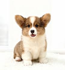 Chó Corgi 2 tháng