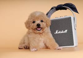 Chó Poodle Tiny màu nâu đỏ