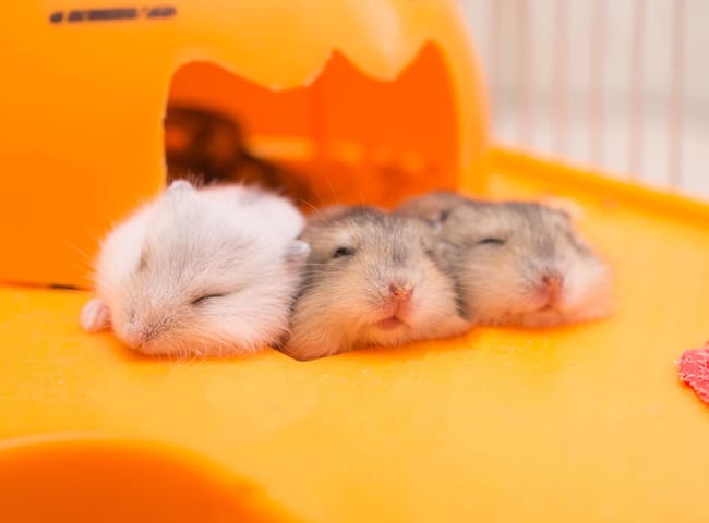 Hamster Bear