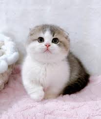 Mèo Munchkin chân ngắn