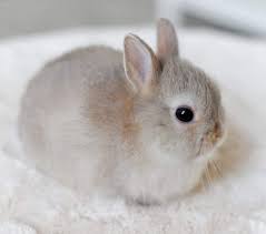 Thỏ Hà Lan Mini Lop